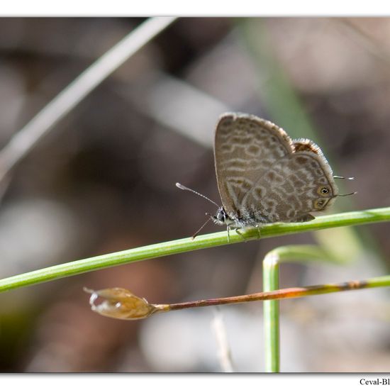 Leptotes pirithous: Animal in habitat Rock areas in the NatureSpots App