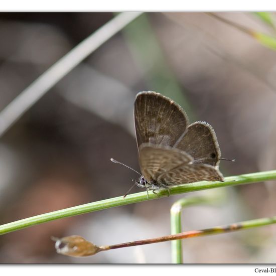 Leptotes pirithous: Animal in habitat Rock areas in the NatureSpots App