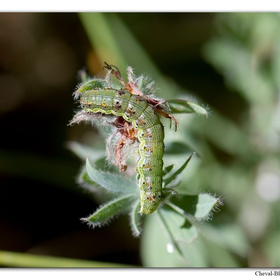 Helicoverpa armigera: Animal in habitat Rock areas in the NatureSpots App