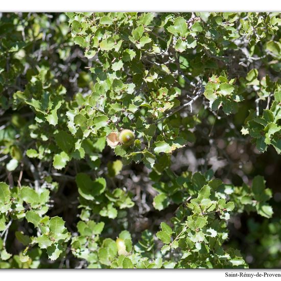 Quercus coccifera: Plant in habitat Rock areas in the NatureSpots App