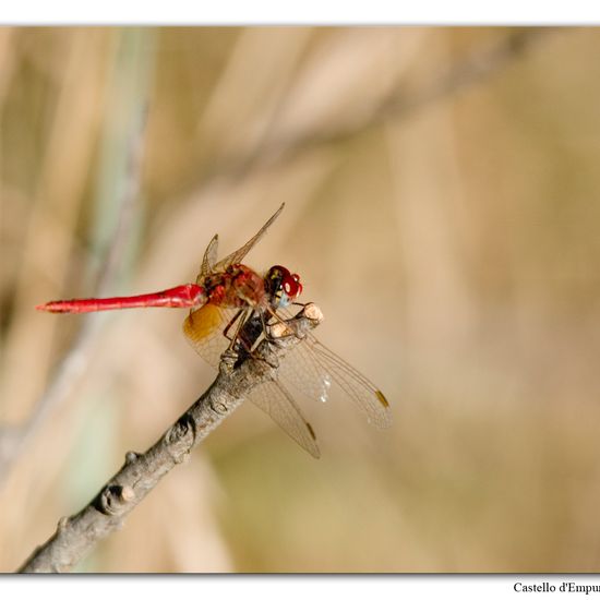 Red-veined darter: Animal in habitat Grassland in the NatureSpots App