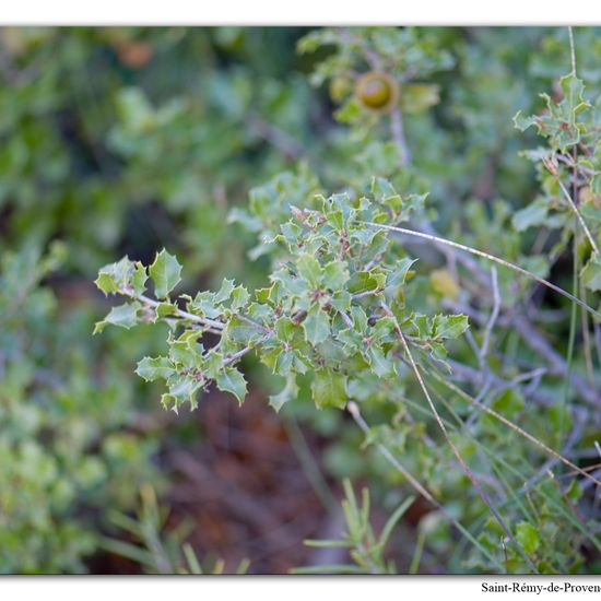 Quercus coccifera: Plant in habitat Rock areas in the NatureSpots App