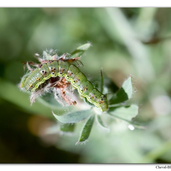 Helicoverpa armigera: Animal in habitat Rock areas in the NatureSpots App