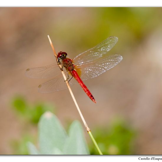 Red-veined darter: Animal in habitat Grassland in the NatureSpots App