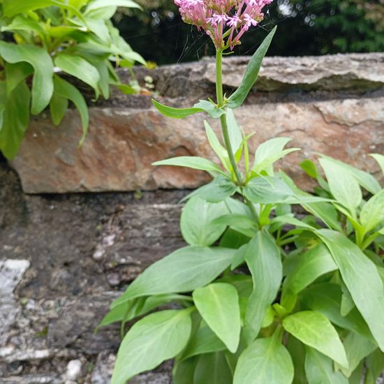 Centranthus ruber: Plant in nature in the NatureSpots App