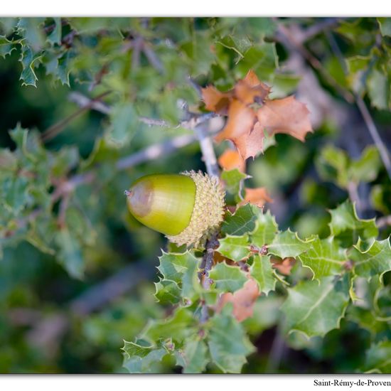 Quercus coccifera: Plant in habitat Rock areas in the NatureSpots App