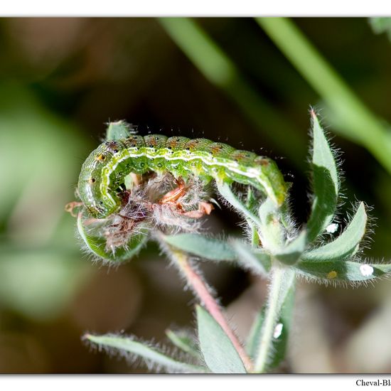 Helicoverpa armigera: Animal in habitat Rock areas in the NatureSpots App