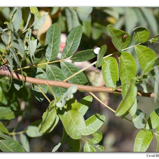 Terebinth: Plant in habitat Rock areas in the NatureSpots App