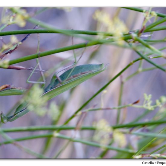 Mantis religiosa: Animal in habitat Grassland in the NatureSpots App