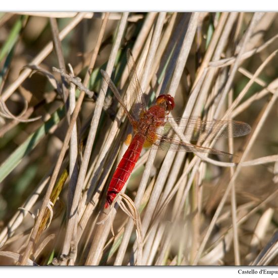 Red-veined darter: Animal in habitat Grassland in the NatureSpots App