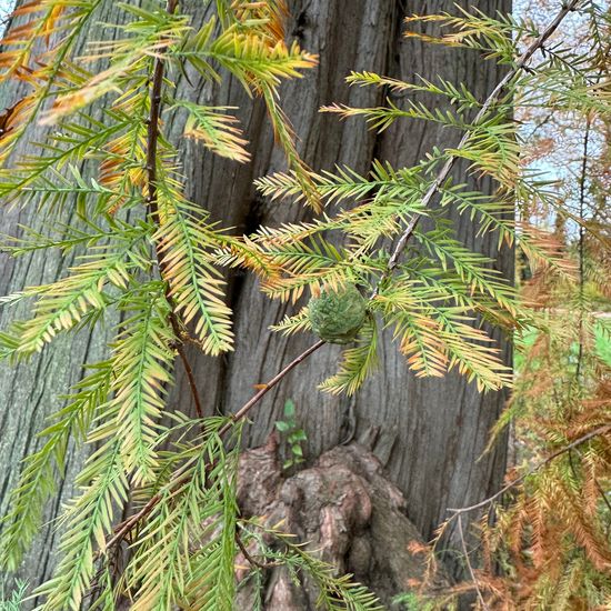 Taxodium distichum: Plant in habitat Park in the NatureSpots App