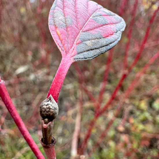 Cornus: Plant in habitat Park in the NatureSpots App