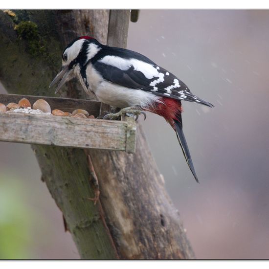 Great Spotted Woodpecker: Animal in habitat Backyard in the NatureSpots App