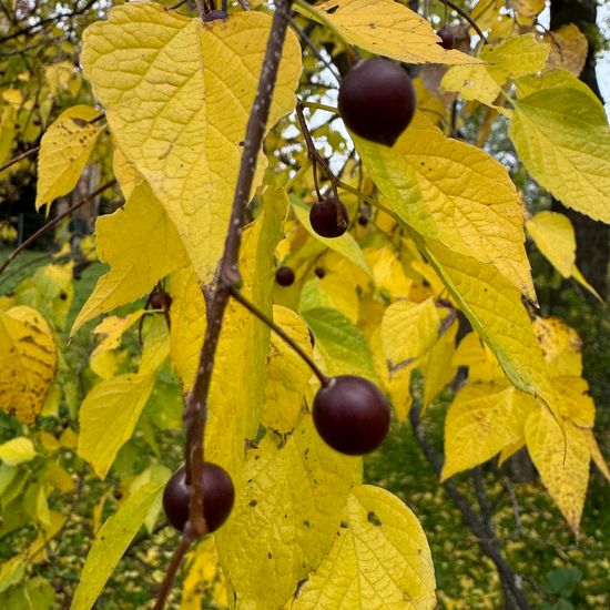 Celtis laevigata: Plant in habitat Park in the NatureSpots App