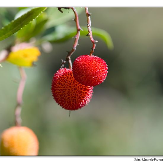 Arbutus unedo: Plant in habitat Rock areas in the NatureSpots App