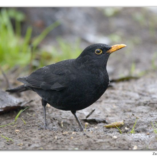 Common blackbird: Animal in habitat Backyard in the NatureSpots App