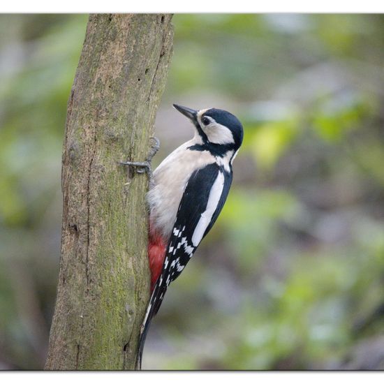 Great Spotted Woodpecker: Animal in habitat Backyard in the NatureSpots App