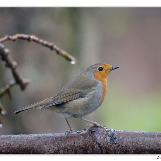 European robin: Animal in habitat Backyard in the NatureSpots App