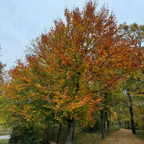 Fagus sylvatica: Plant in habitat Park in the NatureSpots App