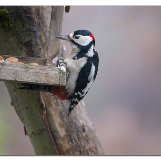 Great Spotted Woodpecker: Animal in habitat Backyard in the NatureSpots App