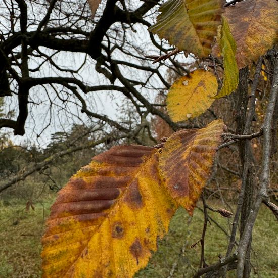 Carpinus betulus: Plant in habitat Park in the NatureSpots App