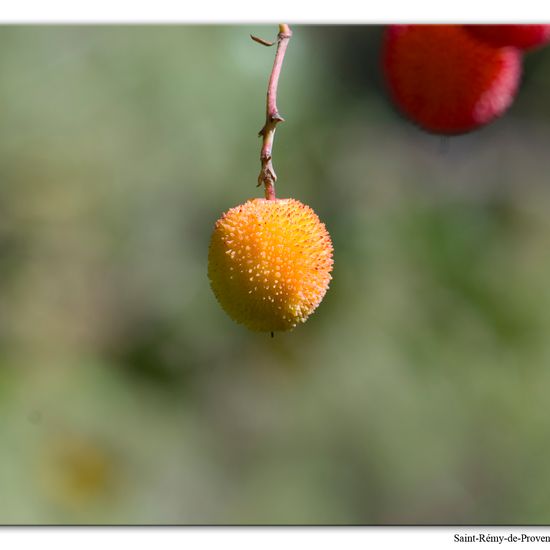 Arbutus unedo: Plant in habitat Rock areas in the NatureSpots App