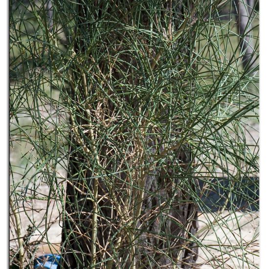 Spartium junceum: Plant in habitat Rock areas in the NatureSpots App