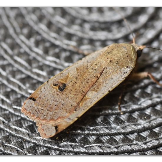 Large Yellow Underwing: Animal in habitat Garden in the NatureSpots App