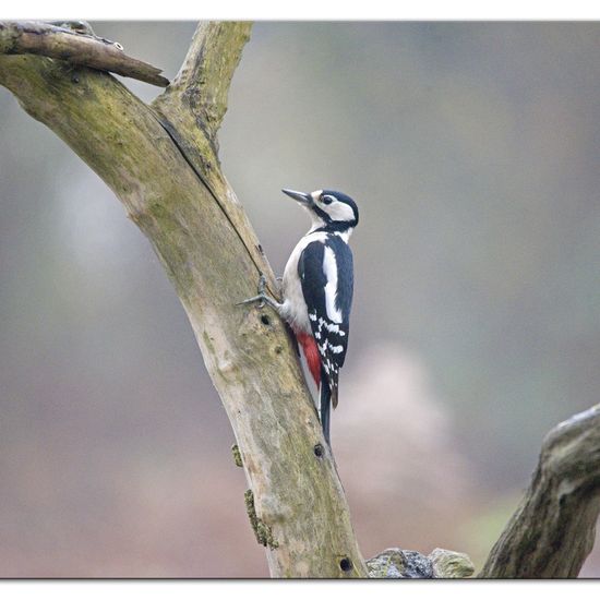 Great Spotted Woodpecker: Animal in habitat Backyard in the NatureSpots App