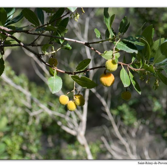 Arbutus unedo: Plant in habitat Rock areas in the NatureSpots App