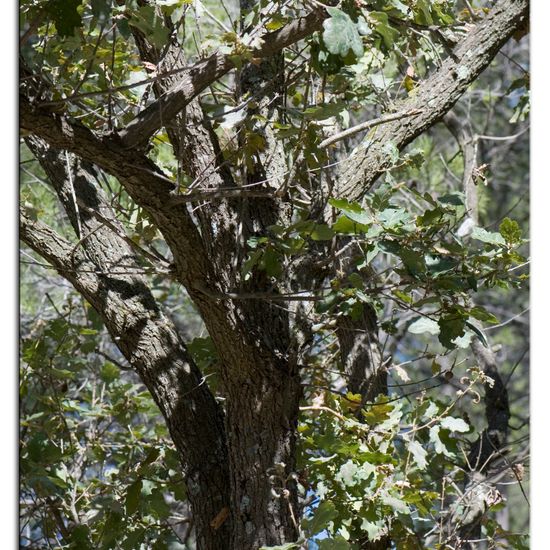 Quercus pubescens: Plant in habitat Rock areas in the NatureSpots App