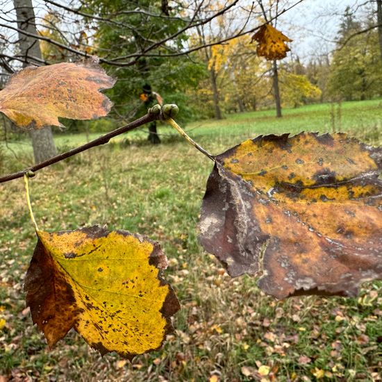 Sorbus torminalis: Plant in habitat Park in the NatureSpots App