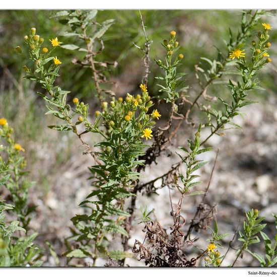 Dittrichia viscosa: Plant in habitat Rock areas in the NatureSpots App