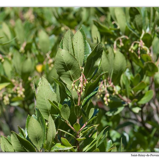 Arbutus unedo: Plant in habitat Rock areas in the NatureSpots App