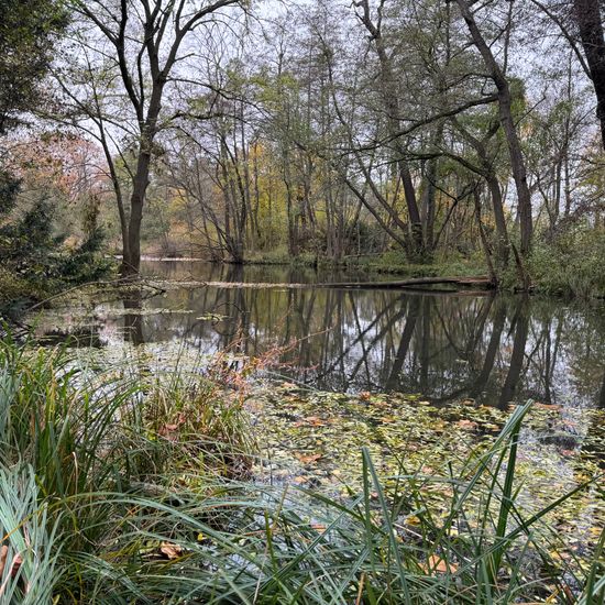 Carex acutiformis: Plant in habitat Park in the NatureSpots App