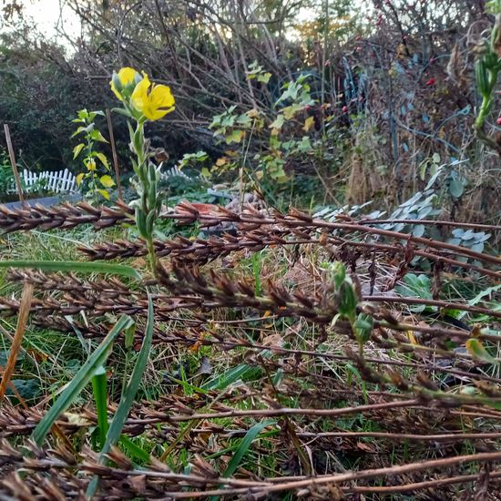 Oenothera biennis: Plant in nature in the NatureSpots App