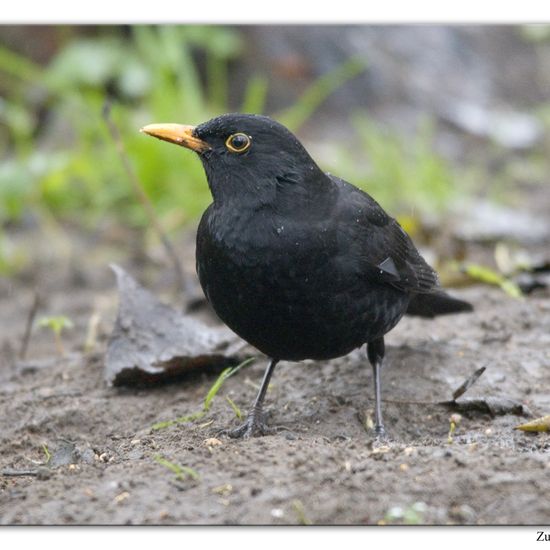 Common blackbird: Animal in habitat Backyard in the NatureSpots App