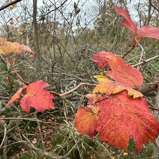 Viburnum opulus: Plant in habitat Park in the NatureSpots App