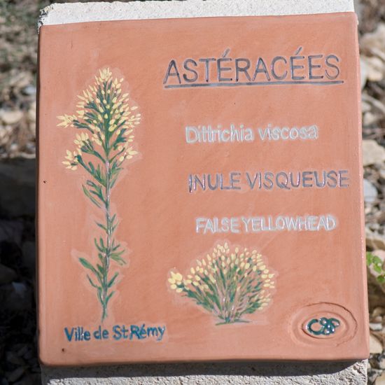 Dittrichia viscosa: Plant in habitat Rock areas in the NatureSpots App