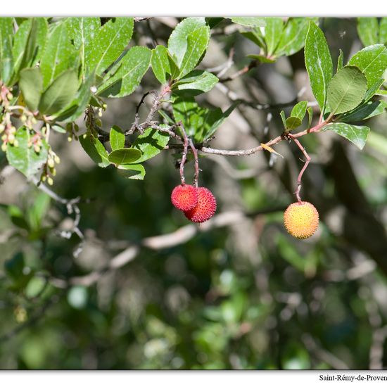 Arbutus unedo: Plant in habitat Rock areas in the NatureSpots App