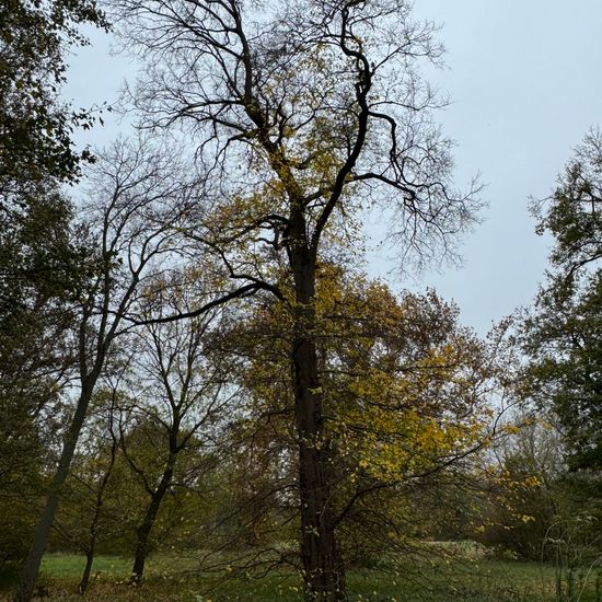 Ulmus laevis: Plant in habitat Park in the NatureSpots App