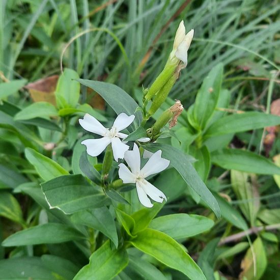 Saponaria officinalis: Plant in habitat Temperate forest in the NatureSpots App