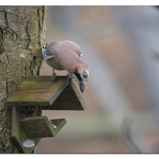 Eurasian Jay: Animal in habitat Backyard in the NatureSpots App