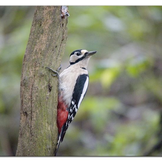 Great Spotted Woodpecker: Animal in habitat Backyard in the NatureSpots App