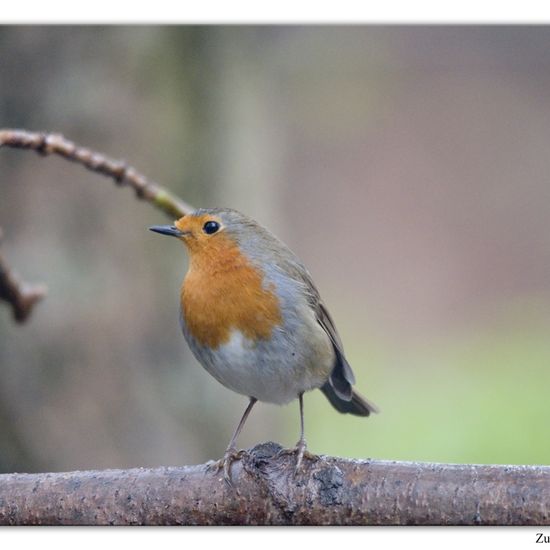 European robin: Animal in habitat Backyard in the NatureSpots App