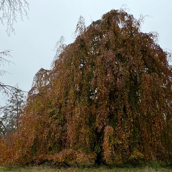 Weeping Beech: Plant in habitat Park in the NatureSpots App