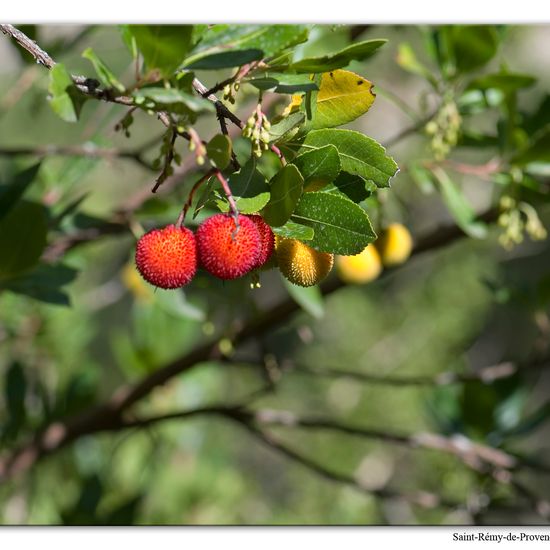 Arbutus unedo: Plant in habitat Rock areas in the NatureSpots App