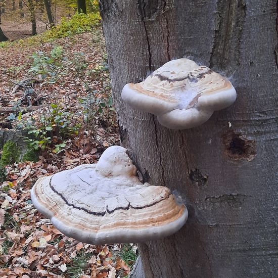 Fomes fomentarius: Mushroom in habitat Temperate forest in the NatureSpots App