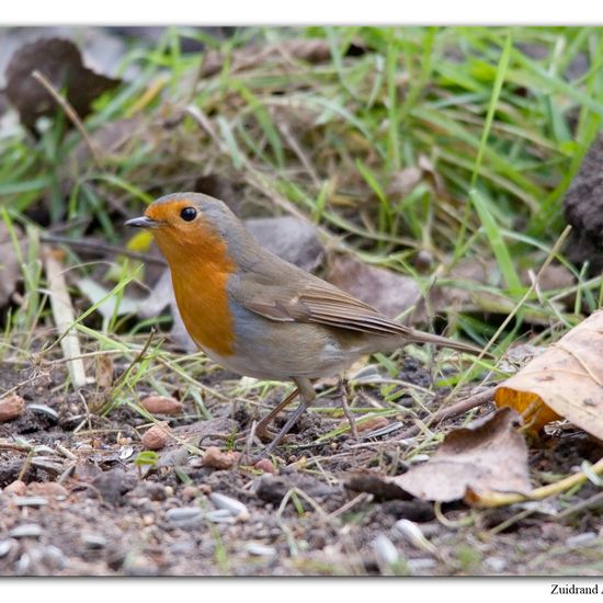 European robin: Animal in habitat Backyard in the NatureSpots App