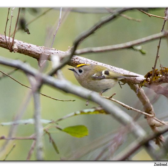 Goldcrest: Animal in habitat Backyard in the NatureSpots App